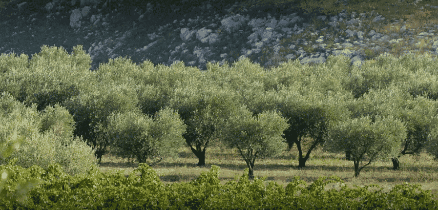 Clos des Nines