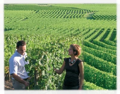 Cata de vinos y visita guiada al Vignoble de la Jarnoterie.