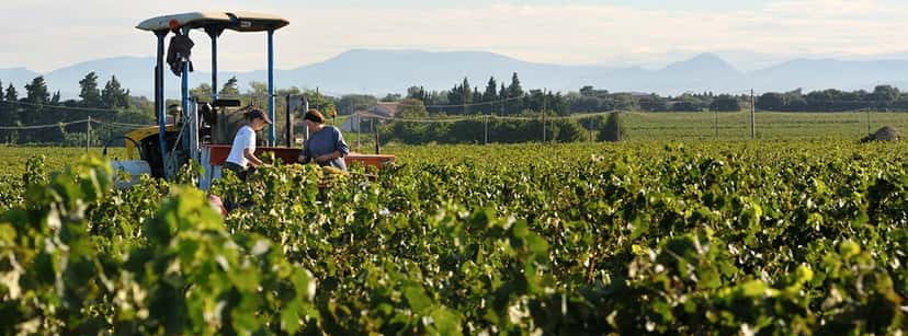 Wine Tasting and Tour at Domaine des Chanssaud