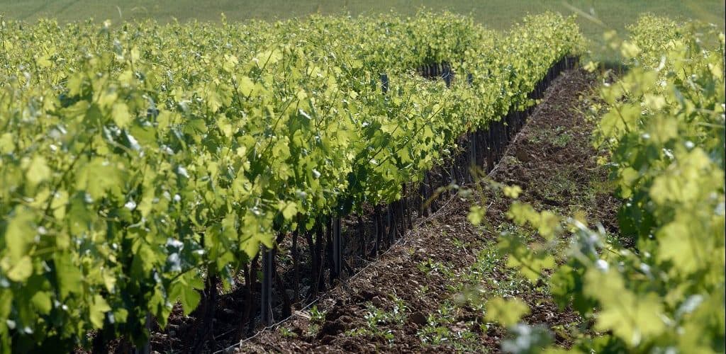Domaine de la Mongestine Foto 1