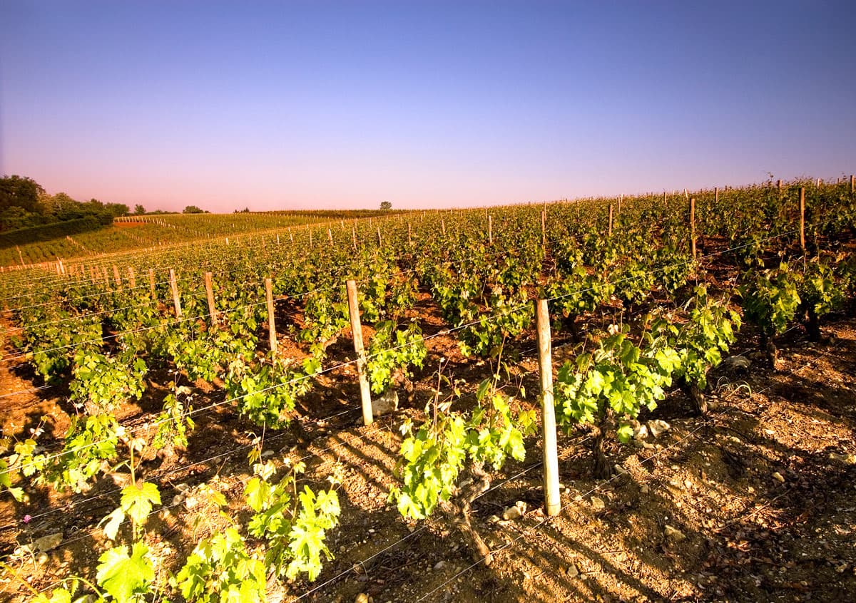 Domaine Marc Brédif: A Vouvray Gem foto 1