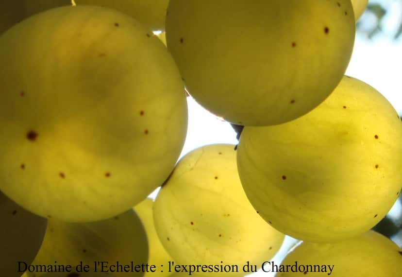 Degustazione di vini e visita al Domaine de L'Echelette