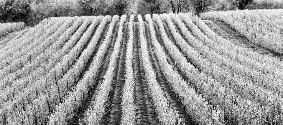 Degustazione di vini e visita al Domaine de L'Echelette