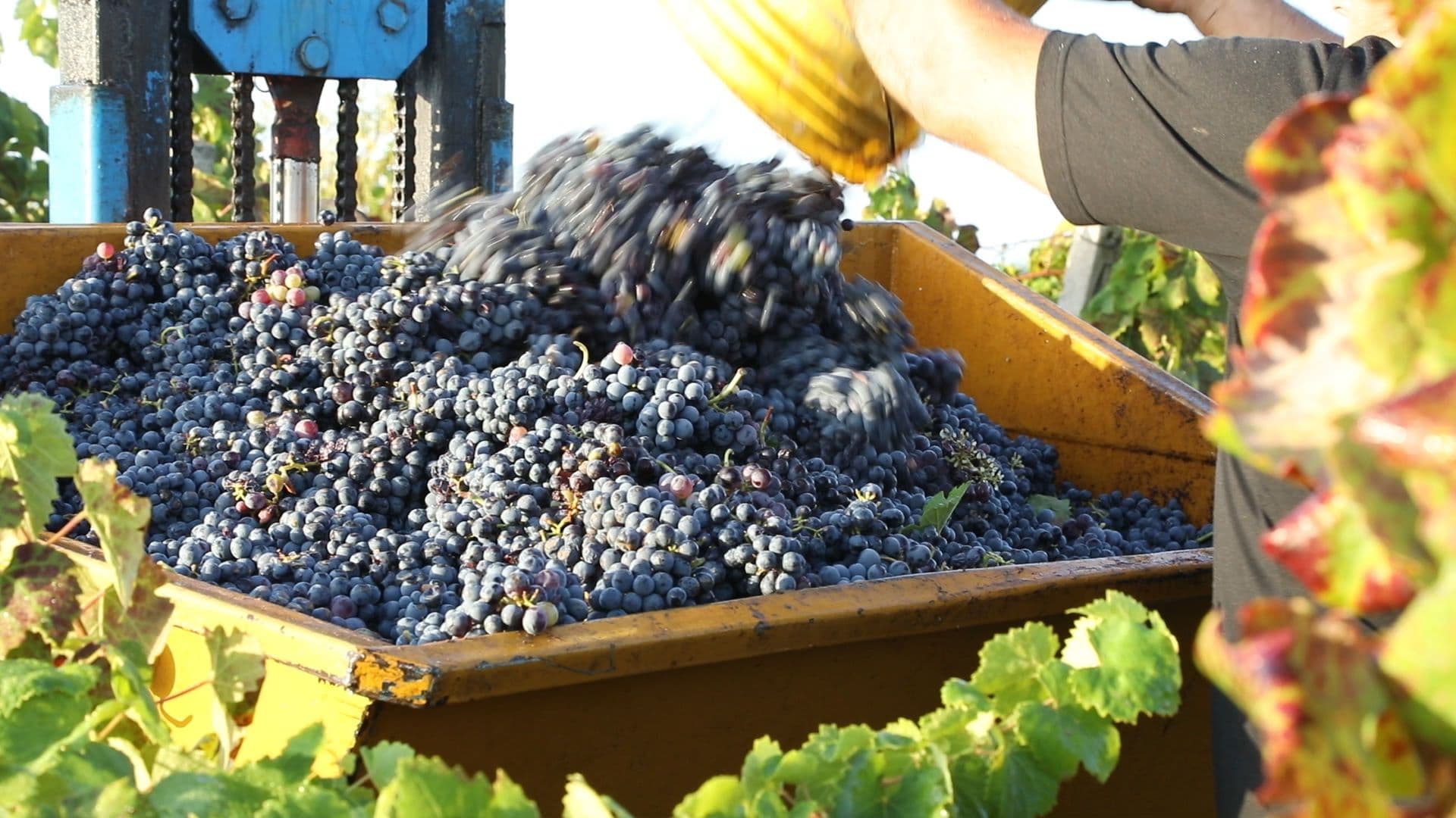 Degustação de vinhos e tour na Cantine De Falco