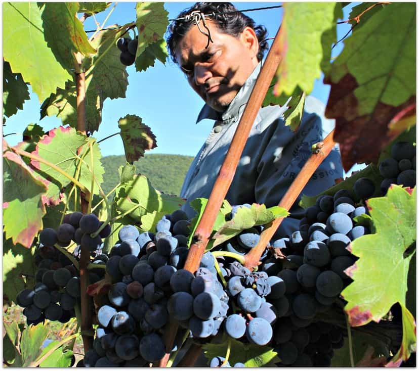 Tenuta Leonardo