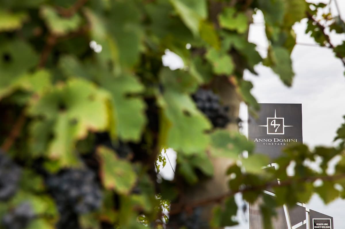 47 Anno Domini Winery