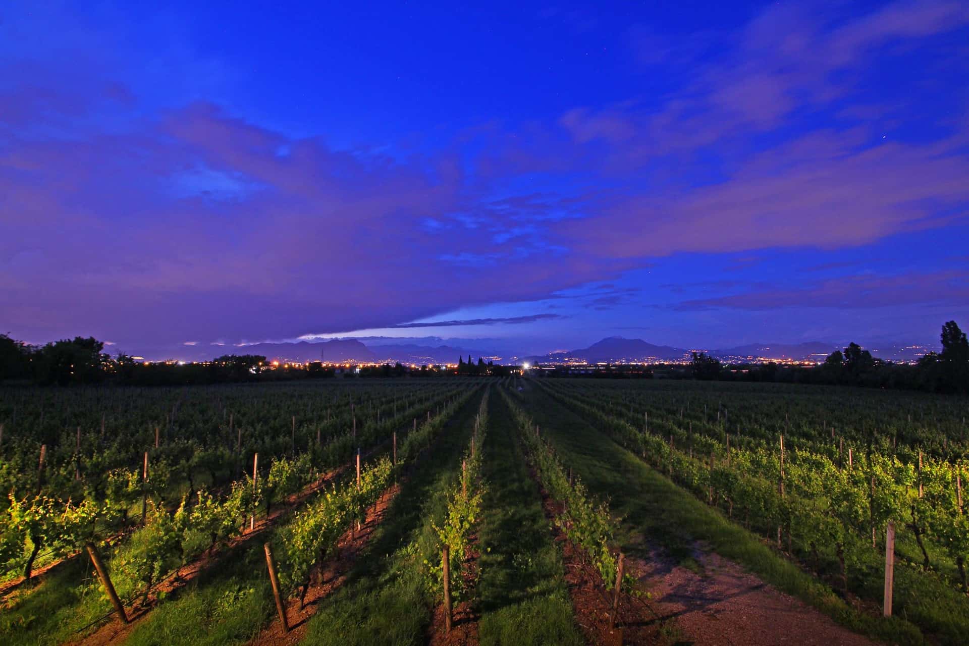 Cata de vinos y visita guiada a Cascina Le Preseglie