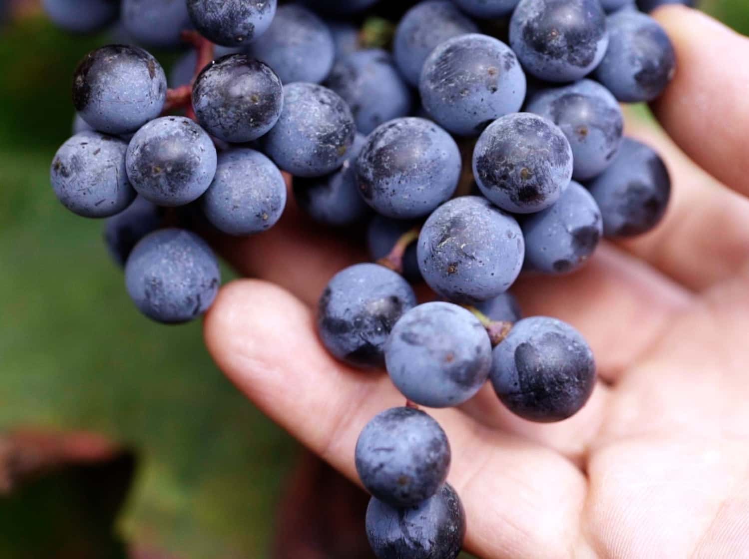 Degustação de vinhos e tour em Cleto Chiarli