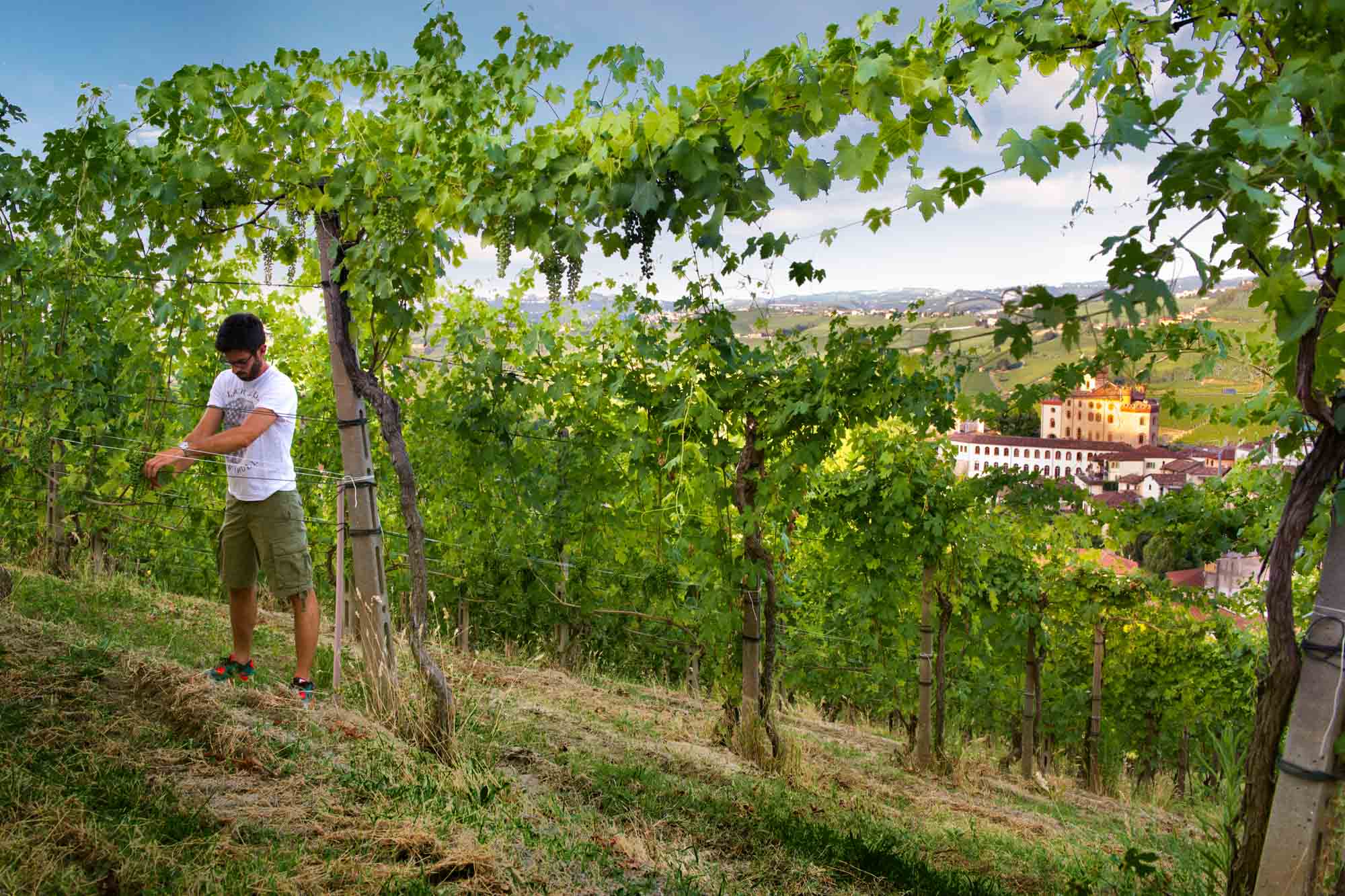 Cantine Risveglio: A Legacy of Puglian Winemaking