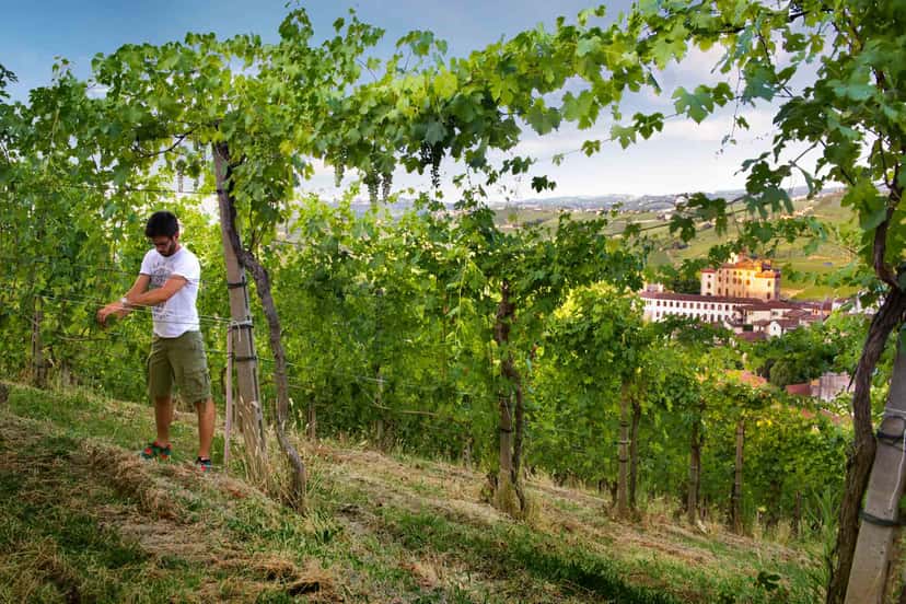 Cantine Risveglio: A Legacy of Puglian Winemaking