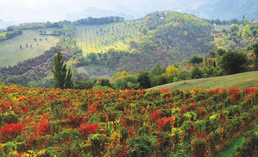 Terre di Serrapetrona Winery
