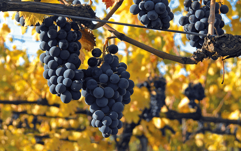 Dégustation de vins et visite à la Casa Vinicola Triacca