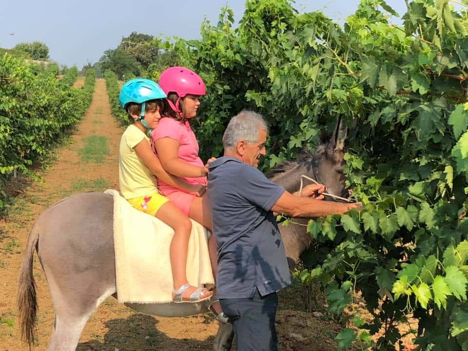 Cata de vinos y visita guiada en La Casetta Azienda Agricola