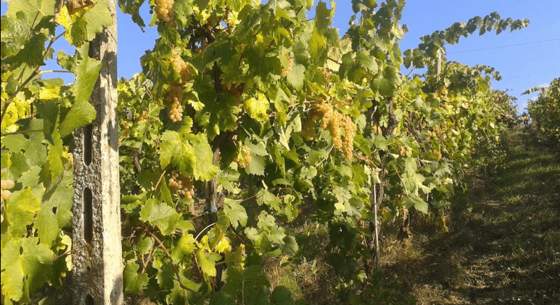 Tuscan Vineyard Tour & Chianti Tasting at Casale