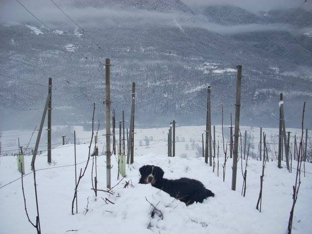 dog-in-snow-le-strie-winery
