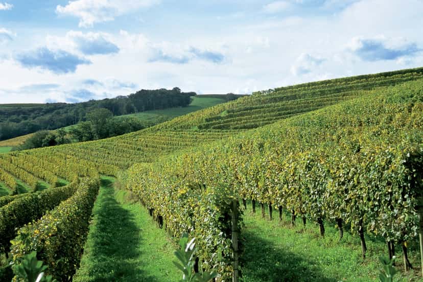 Nota Giuliano Winery