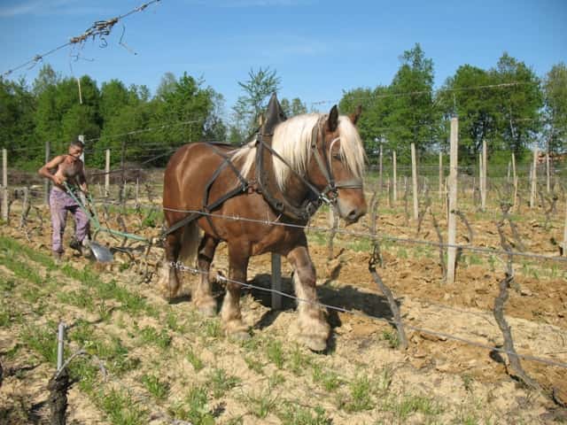 Degustação de vinhos e passeio no Castello di Tassarolo