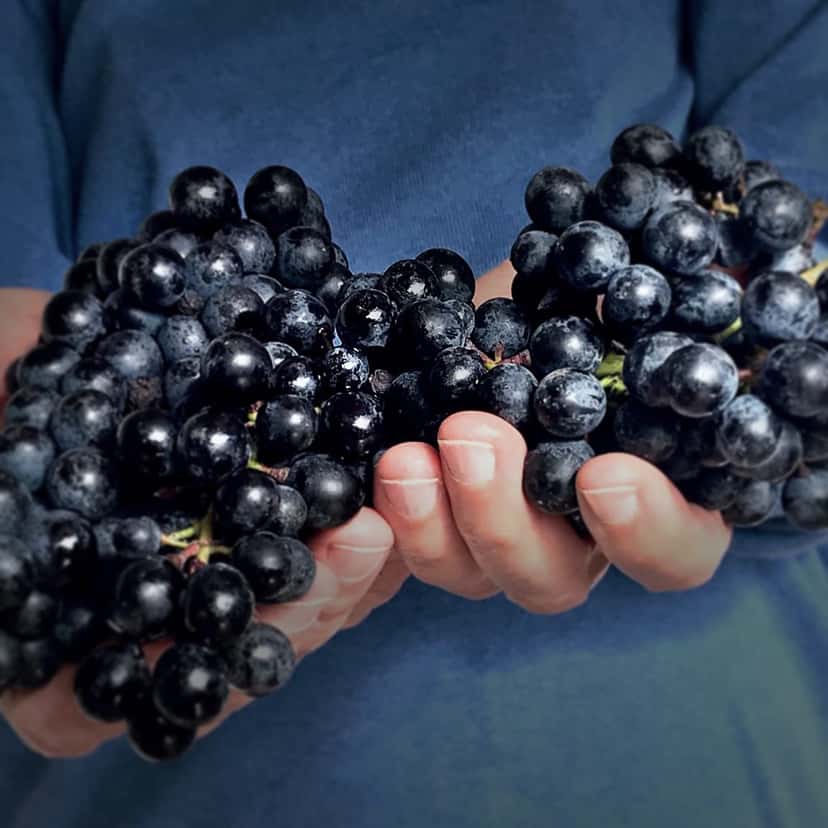 Weinprobe und Führung in der Tessere Cantina