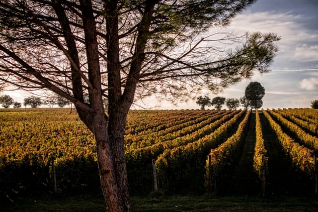 Azienda Agricola Bocale