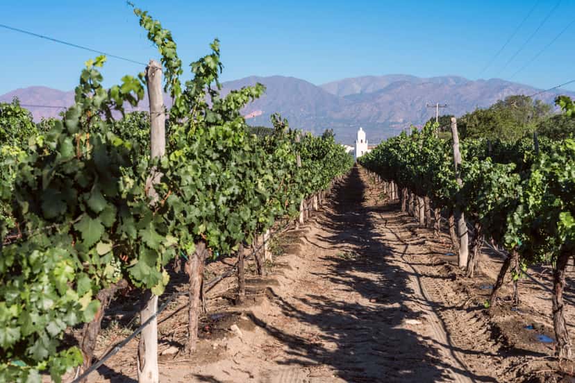 Cafayate appellation