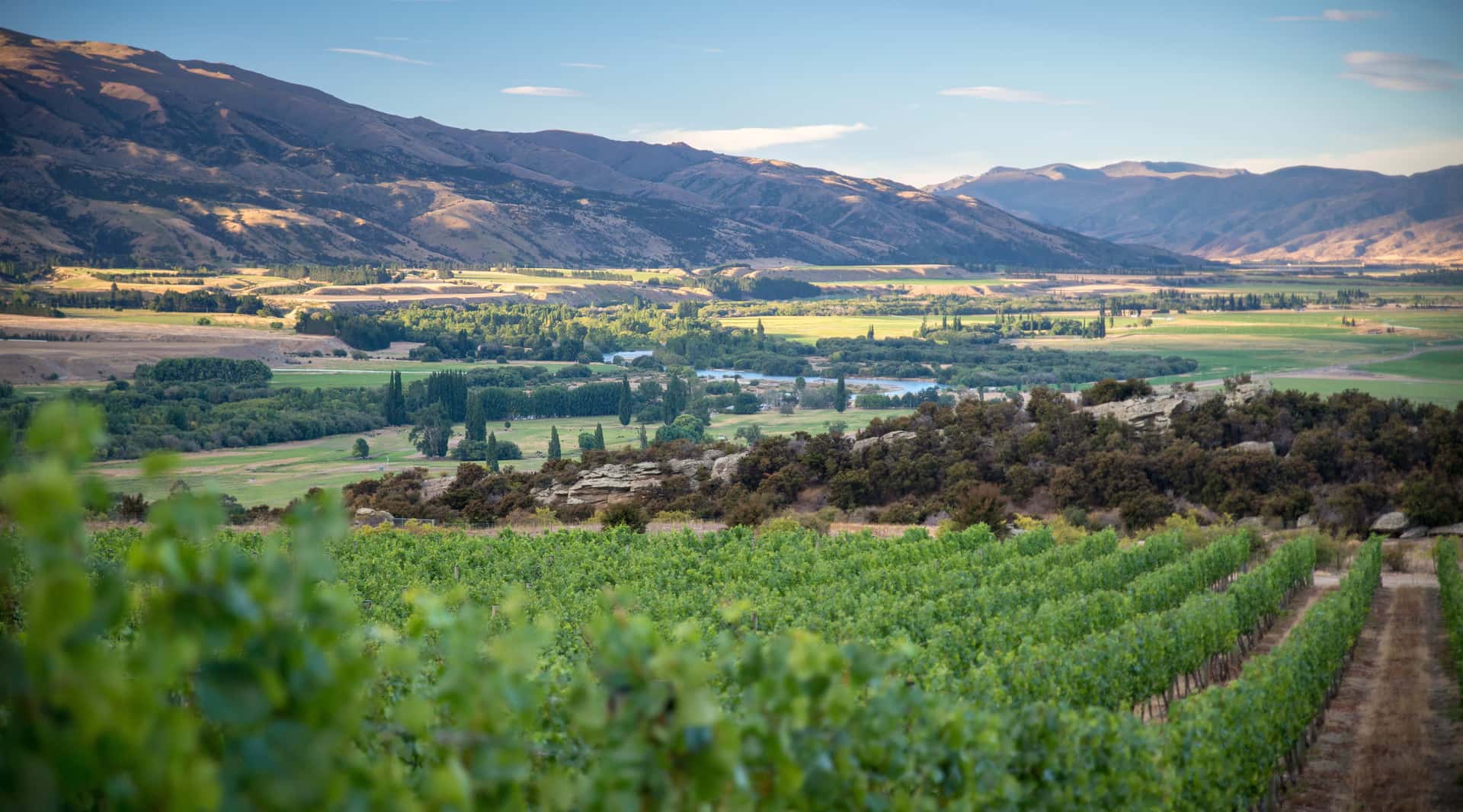 Paisaje de una región vinícola