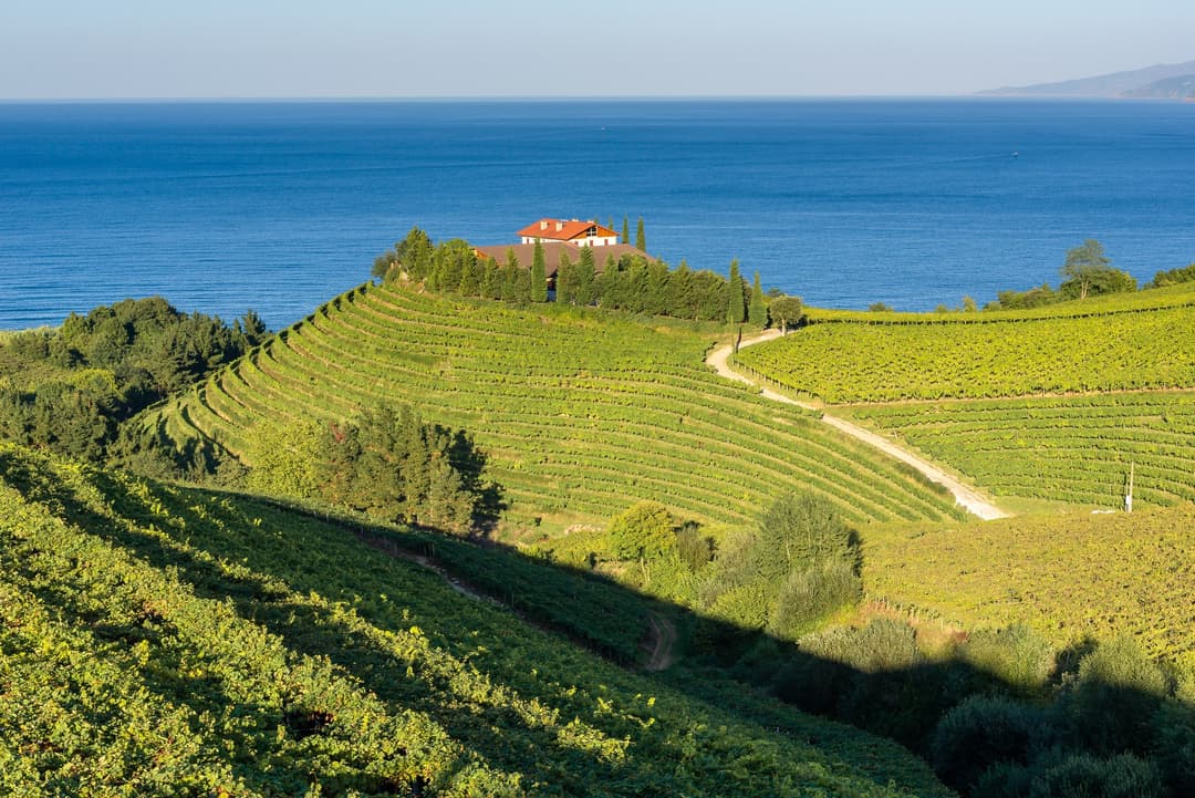 VIneyards of Getaria, Basque Country Wine Region, Spain