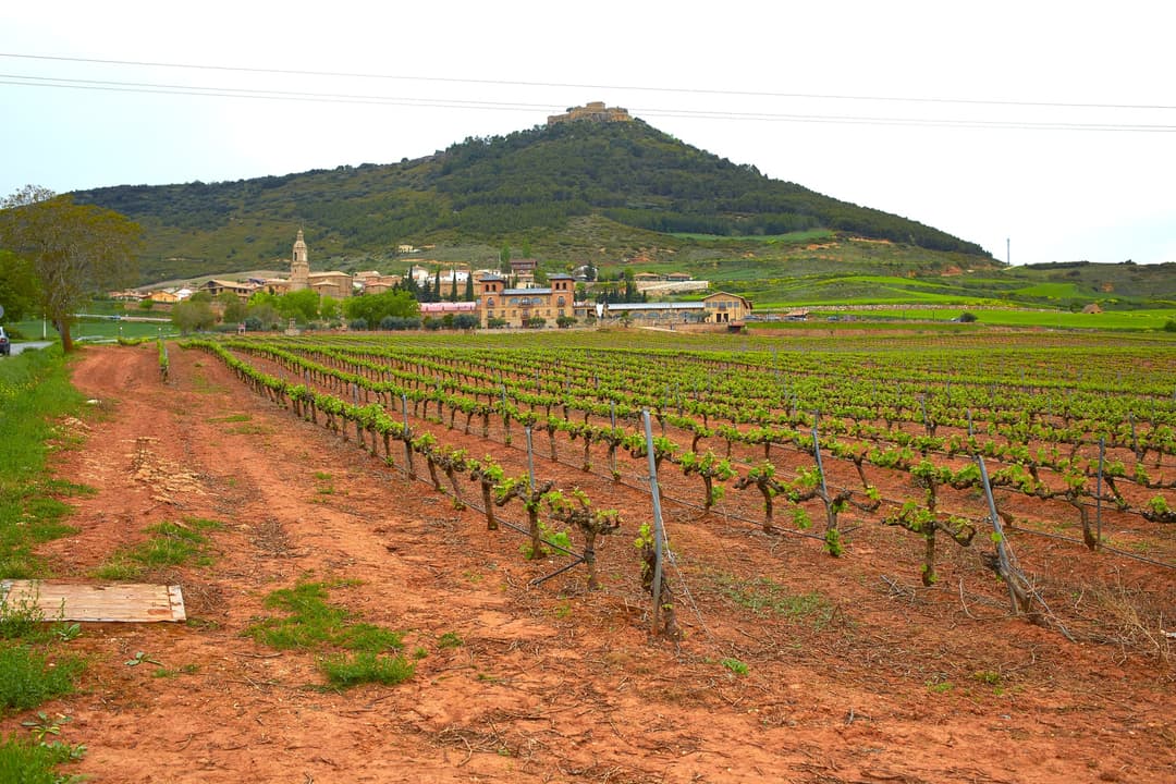 Weinberge rund um Villamayor de Monjardín, Weinregion Navarra, Spanien