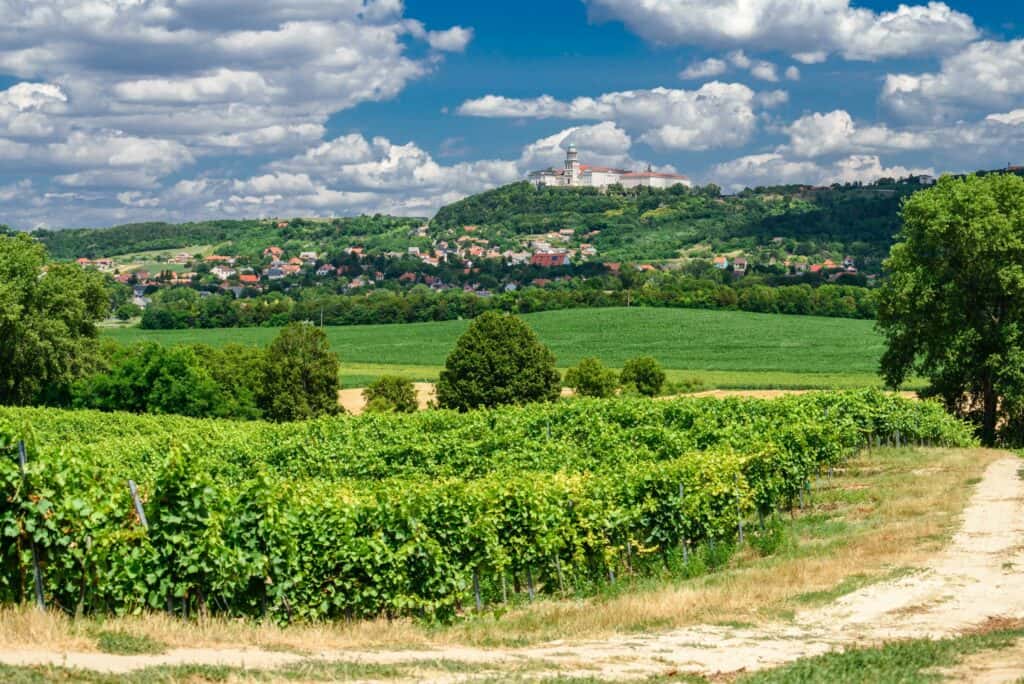 Landskap i en vinregion