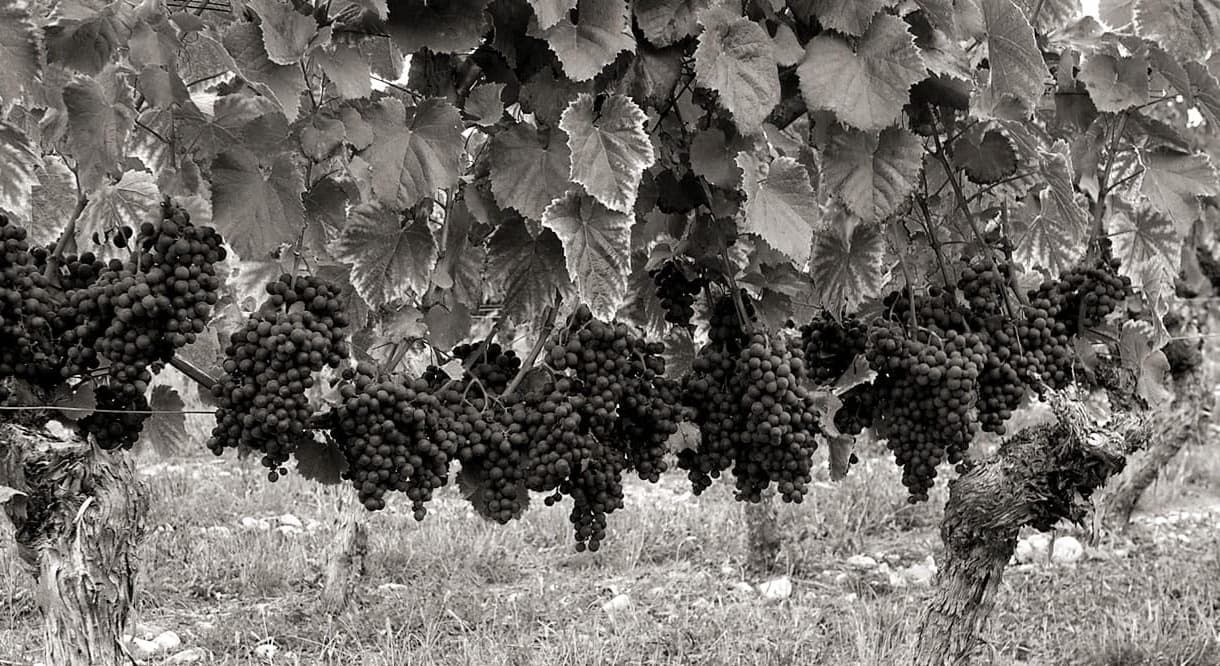 Budeguer Winery Foto 2