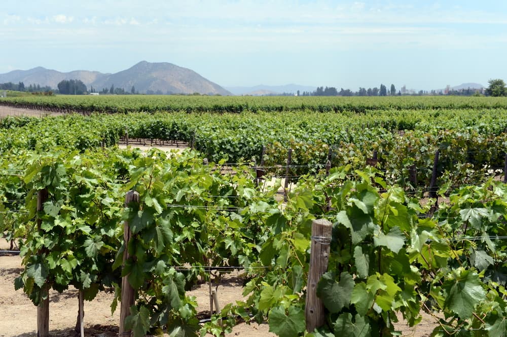 Maipo-Valley-Chile