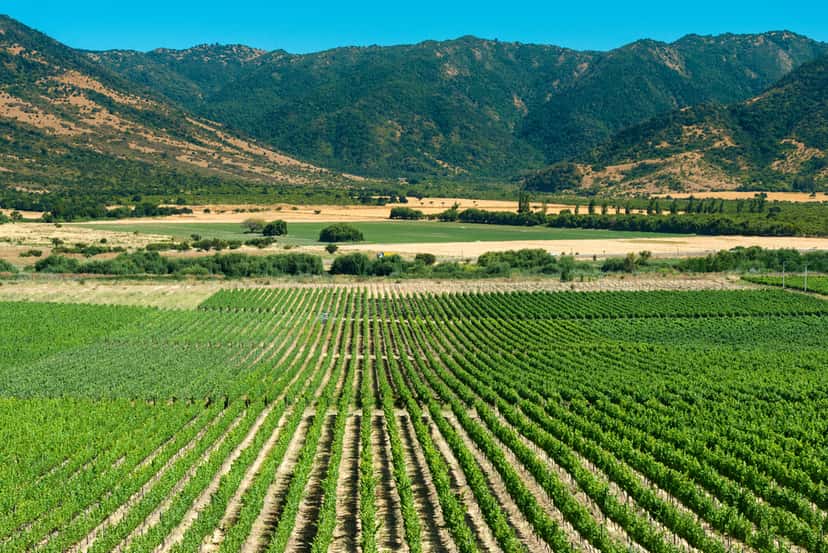 Cachapoal Valley denominación