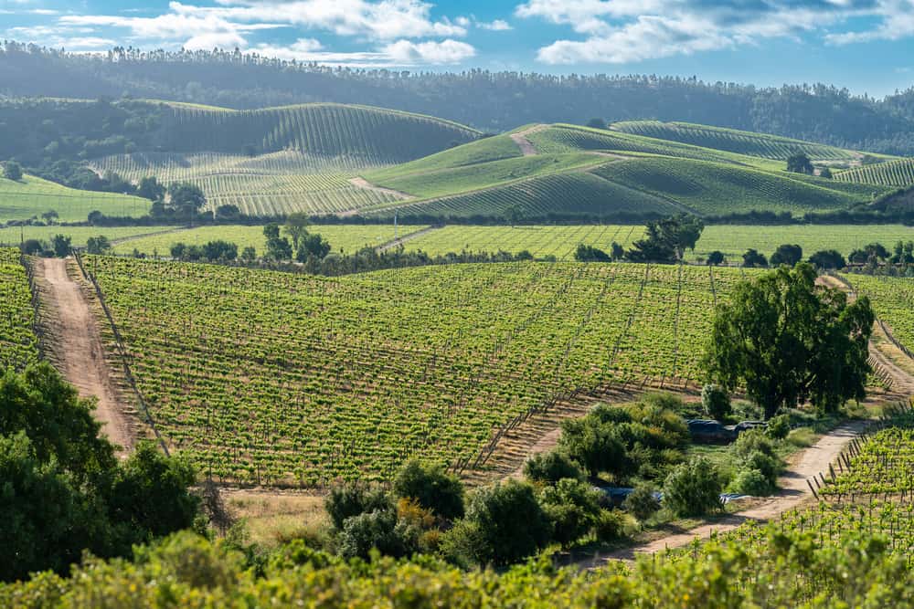 Paisagem de uma região vinícola