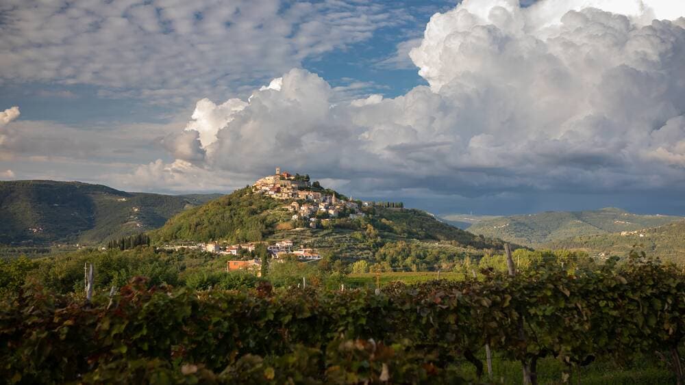 Weinberg zur Stadt Motovun, Weinregion Istrien, Kroatien