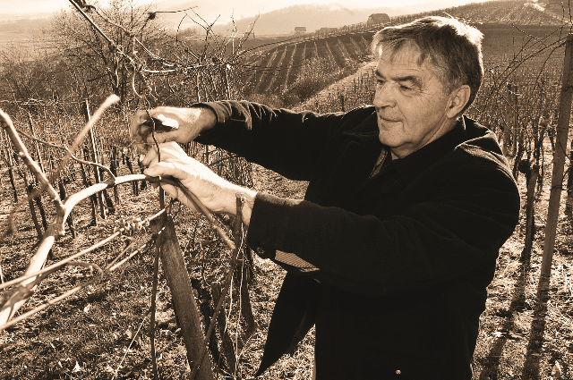 Istenič-Winzer bei der Arbeit