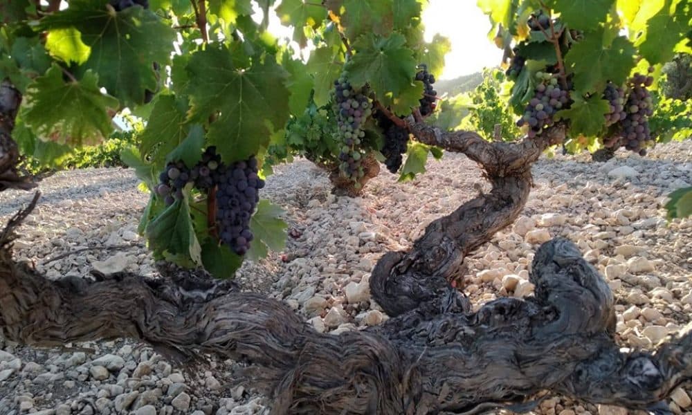 bodegas-monovar-vineyard-1000x600