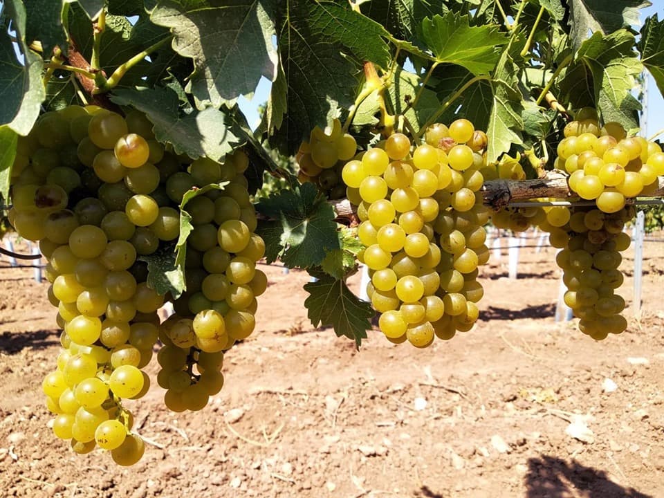 Bodegas Monovar Winery foto 2