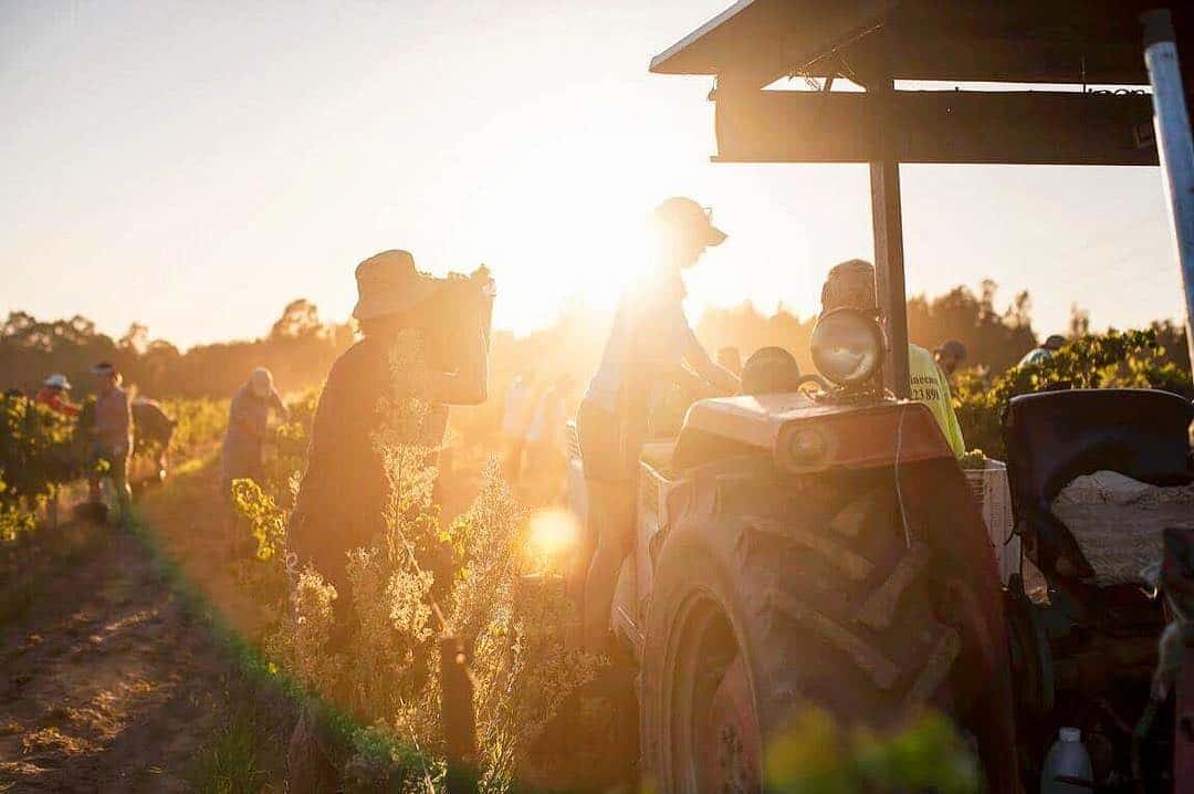 Vinprovning och mat matchar på Brokenwood Wines