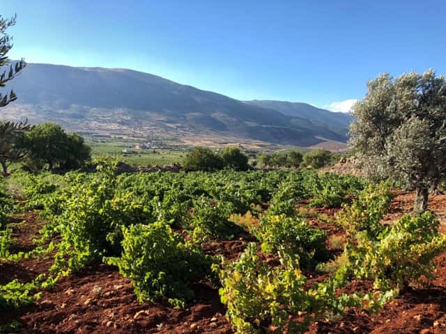 Coteaux Du Liban
