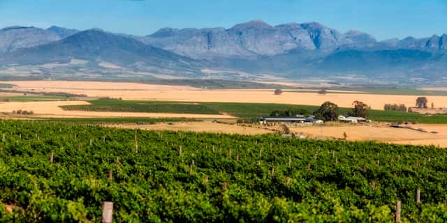 Doran Vineyards