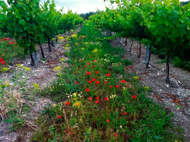 Bodegas Robles: A Legacy of Natural Winemaking Foto 2
