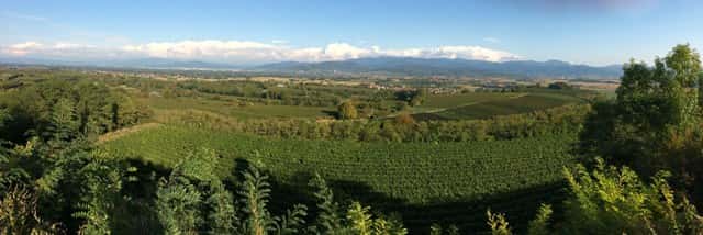 Wine region landscape