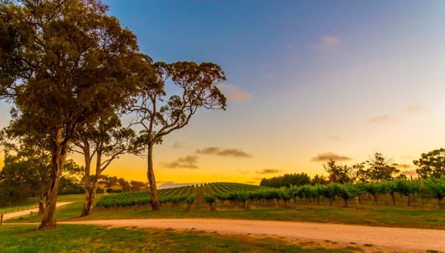 Wineries Near Adelaide
