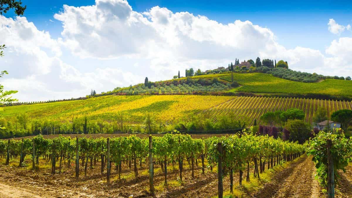 Wine region landscape