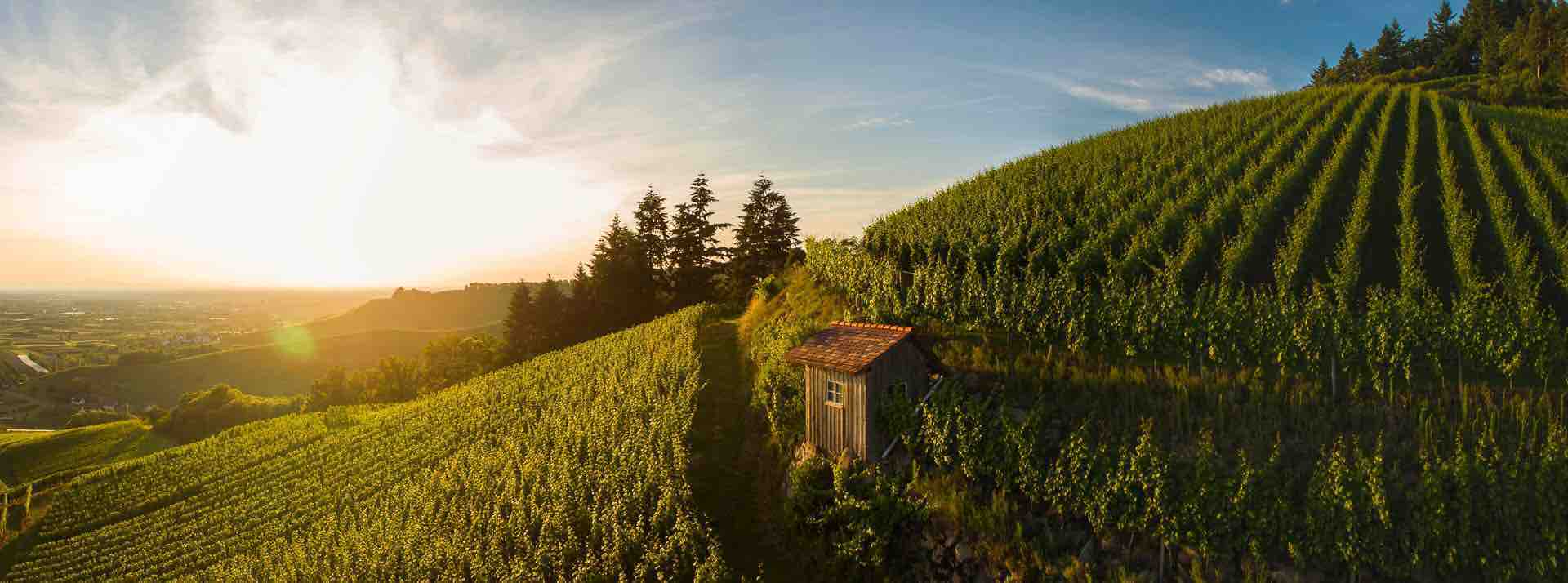 Degustazione di vini e visita all'Oberkircher Winzer