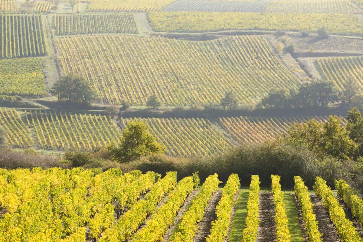 Wine region landscape