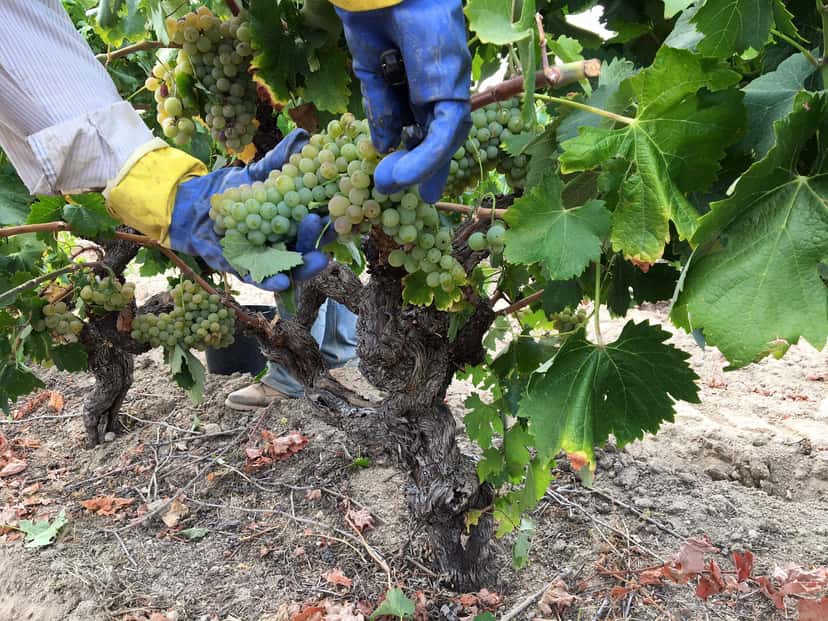 Beira Interior Wine Tour & Tasting at Quinta dos Termos