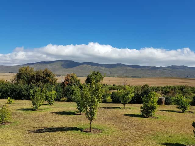Seven Springs Vineyard