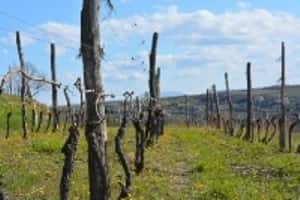 Steras Wines