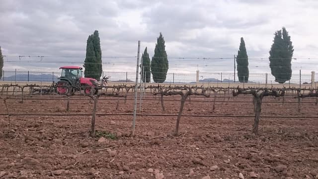 Viñedos Y Bodegas Asensio Carcelén