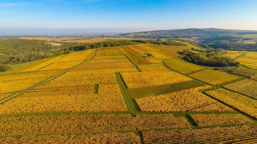 Bouzeron appellation